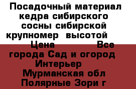 Посадочный материал кедра сибирского (сосны сибирской) крупномер, высотой 3-3.5  › Цена ­ 19 800 - Все города Сад и огород » Интерьер   . Мурманская обл.,Полярные Зори г.